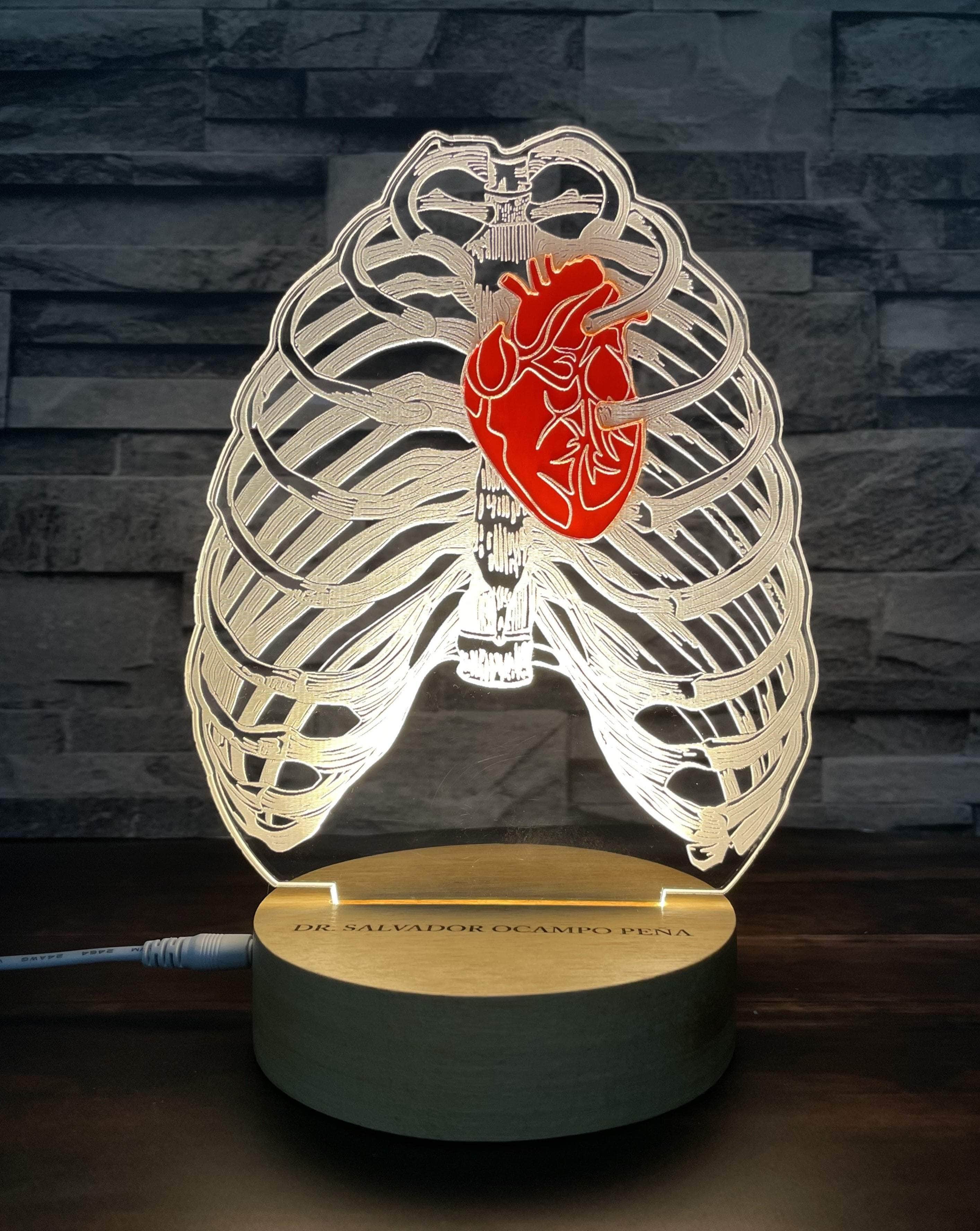 Corazón y tórax – Creative Box